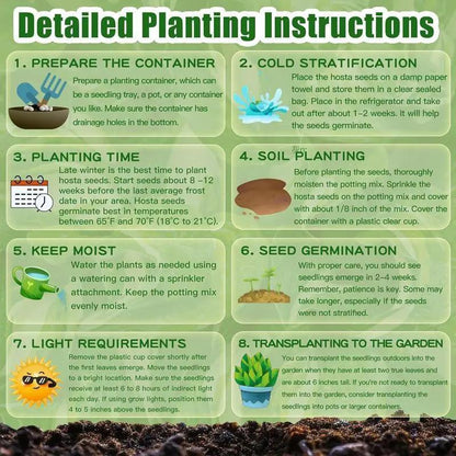 🔥 Гореща разпродажба 2025 🌌 Мразоустойчиви редки семена на хоста – зимно засяване
