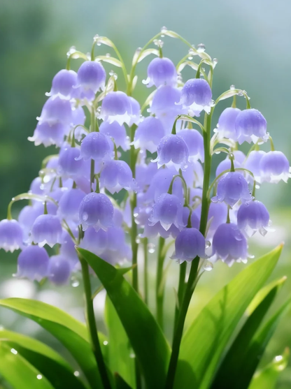 Най-продавани през 2025 г. 🌸 Издръжливи и редки семена от момина сълза - Зимна сеитба