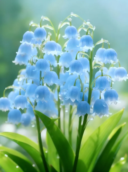 Най-продавани през 2025 г. 🌸 Издръжливи и редки семена от момина сълза - Зимна сеитба